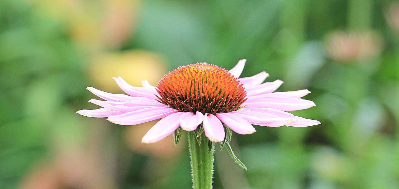 echinacea coneflower