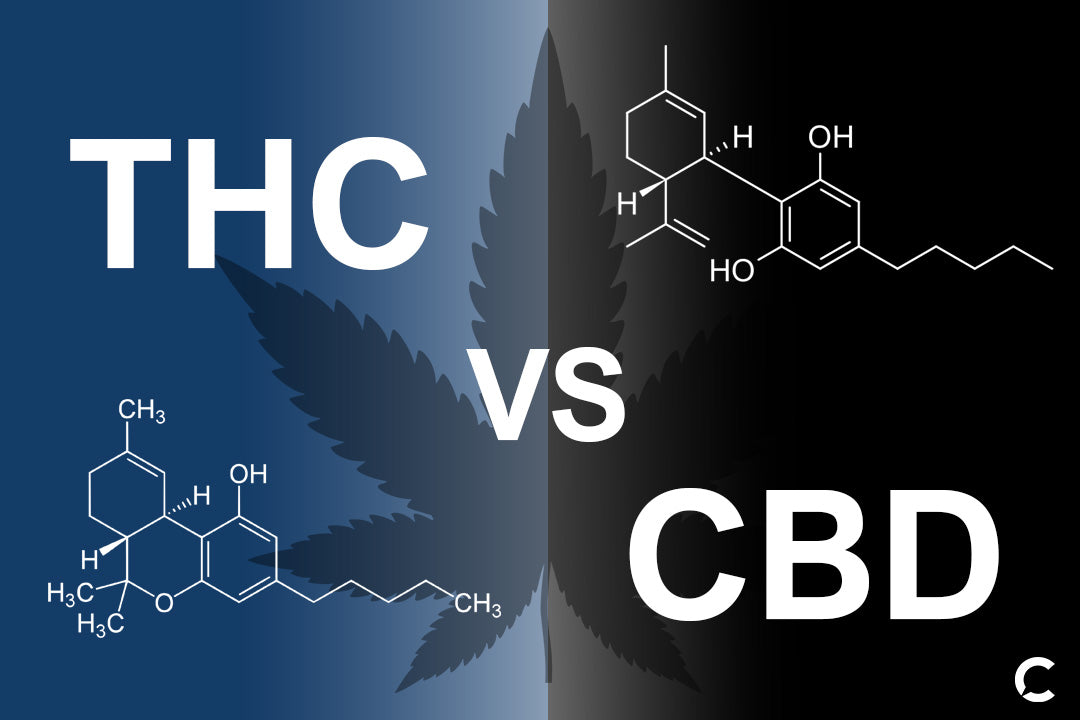 CBD vs THC